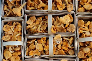 Są pyszne, ale możesz je łatwo pomylić z trującymi grzybami. Sprawdź jak tego uniknąć