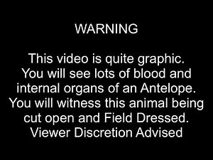 How to Quickly Field Dress an Antelope in just 4 Minutes #antelopehunting #wyoming #antelopes