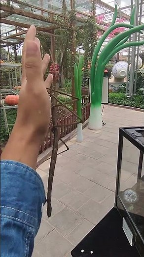 Insects Transformation!! #animals #animallife #shorts