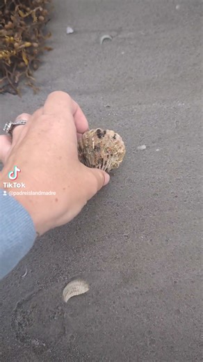 Go shelling with me!! 🤩🌊🐚🏝️ | Padre Island Madre