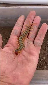 Scolopendra polymorpha AKA tiger centipede. Just a small one, only 5 inches long.