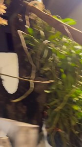 2.5K views · 17 reactions | Diễm Phương on Reels | Facebook