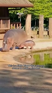 785K views · 10K reactions | Help the poor little hippo #shortsvideo #animals #animalls #shorts | Jackiemcrey | Facebook
