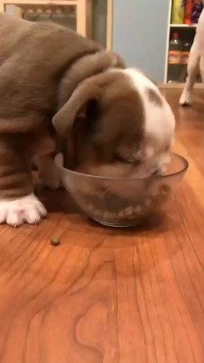 101K views · 4.8K reactions | Cute bulldog puppy, sweet bulldog puppy,  #bulldoglife #bulldogpuppy #bulldog #bulldoglovers #bulldogdays #bulldoglove | Awesome English Bulldog | Facebook