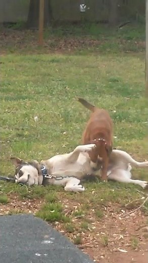 Gay dogs Mating roughly