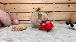 チワワ(ロング)【長野県・男の子・2024年4月21日・フォーン】✨両親遺伝子クリア✨｜みんなのブリーダー（子犬ID：2406-01356）