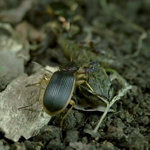 Epomis Beetle ! Frog Tracker | Frog Hunter | Lord Amazon