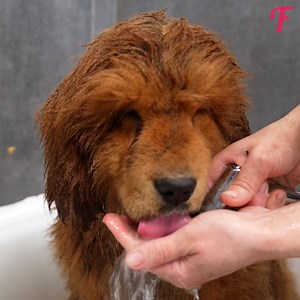 60K views · 758 reactions | Dirty wet dog is unrecognizable after groomer finishes her work | Tips & Tricks | Facebook