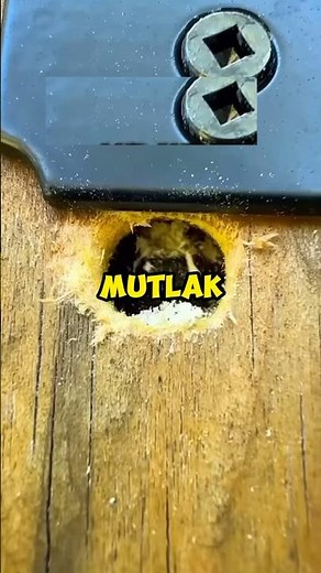 Marangoz Arılara Dikkat 🐝 😭