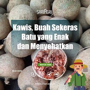 Buah kawista, kawis, atau yang dikenal dengan nama latin Limonia acidissima dipercaya memiliki banyak khasiat bagi tubuh. ⁣ ⁣ Namanya mungkin kurang terdengar di telinga kamu. Namun buah ini tidak asing lagi bagi masyarakat Rembang, Jawa Tengah.⁣ ⁣ Penduduk Rembang mengolah buah kawista menjadi sirup dengan cita rasa menyerupai minuman cola. Karena itulah, buah ini mendapat julukan cola van Java. ⁣ ⁣ Selain itu, buah yang berasal dari India ini juga banyak digunakan dalam pengobatan tradisional.