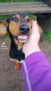 Handsome Eric is searching for his personal scratcher 😍 Eric is a approximately 2 year old mix breed. He is a very affectionate and lovable boy. Loves a game of fetch and getting scratches of course 🙈😁. Eric is a sociable little man and will happily share his new home with a male or female k9 companion or even both. But NO cats🚫🐈 If you can provide excellent scratches and have a space in your home for our beautiful Eric please message our Facebook page for an adoption application form or em