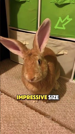 This is the BIGGEST Rabbit breed in the WORLD - Flemish Giant 🐇