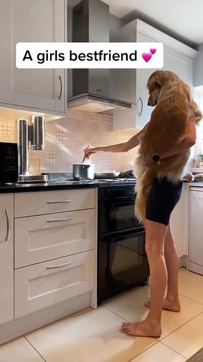 Golden Retriever Adventures with Stylish Outfits