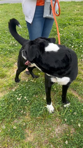 Adopt Fletcher, a 2 yo male Lab Retriever mix, thru www.RuffLoveRescue.com #ruffloverescue #Boost #rescuedismyfavoritebreed #labretrievermix | Ruff Love Rescue