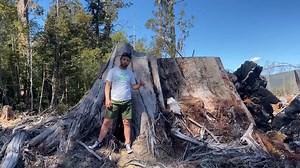 The critically-endangered swift parrot needs your help. 🦜 It's one of the world's fastest parrots (clocked at 88km/h!), and one of only two to breed solely in lutruwita / Tasmania. Now, their home—the most mature strand of blue gums in the world is at risk from destructive logging. Help us call for an immediate moratorium on logging swift parrot habitat and make Lonnavale Forests (south-west of nipaluna / Hobart) a Swift Parrot Important Breeding Area. wilderness.org.au/act-swiftly | The Wilder