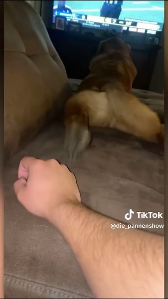 Top 5 Wachhunde 🤣 #lustigetiervideos #lustigehunde #lustigehaustiere #hundevideos