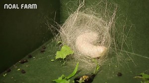 Amazing Silk Processing form silkworm - Silk Farm Harvesting | Smart Bihar