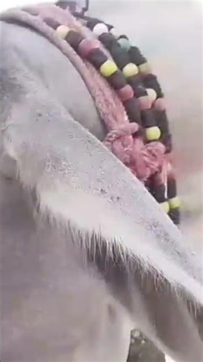 Cow Romance 🐄❤️ | Animal Love Short #shorts