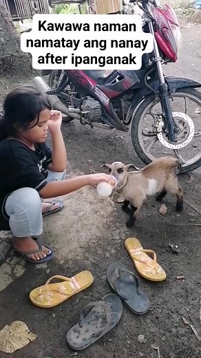 Mabuti at malakas dumede si Joey❤️😍😘 #goats #petlovers #sheep #takecare #sharingiscaring #loveislove | Ostia Julie