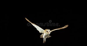 Barn Owl, Tyto Alba, Adult in Flight, Normandy in France, Stock Footage - Video of europe, black: 165838168