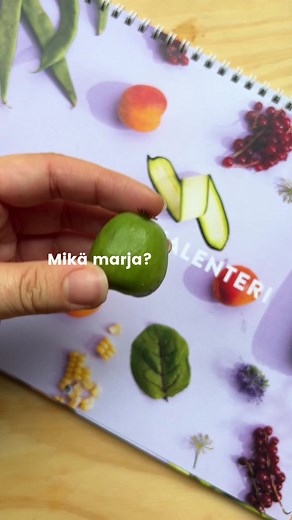 Onko kiivimarja jo tuttu? 🥝 Viime vuonna suosioon noussut kiivimarja sisältää runsaasti C-vitamiinia. Maultaan se on perinteisen kiivin kaltainen mutta erilainen muoto tekee siitä kivan helpon snacksin.😋 | Satokausikalenteri