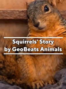 Squirrels Show Affection in Their Homes