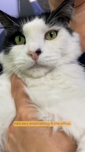 Come and meet Pat the cat! To know Pat is to love him. 😻 There's something appealing about a confident man who knows what he wants and needs, and who knows how to get it! Whether it's a fresh bowl of bickies, or some lap time, we find ourselves pandering to Pat's needs. Pat may not know this just yet, but he is needing an indoor lifestyle. After being treated for some nasty paralysis ticks it's best for Pat to avoid the outdoors while his immune system recovers. Take Pat home and enjoy the bond