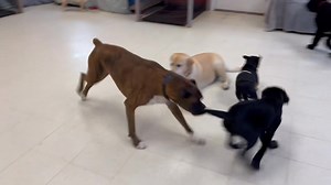 Niko has playground monitor duty today! 😂🤣 | Katahdin Kritters Pet Resort LLC