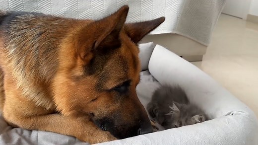 1.6K views · 118 reactions | German Shepherd Shocked by a Kitten occupying his bed | I Love German Shepherds | Facebook