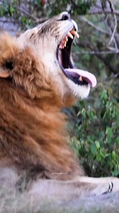 Dark maned Lion yawning #nature #wildlife #lion #wildcat #beautiful #yawn #growl #roar HA61213 | HAWI Studios