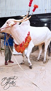 This is steer of Khillar breed. Khillar is breed of zebu cattle and it originated from Maharashtra state and Karnataka state of India. Khillar cattle is known for their distinct shape of horns. Khillar cattle are very hardy and very acclimated to tropical weather which make them very useful for draft and farming related works. Though Khillar doesn't produce enough beef or milk for commercial usage, their strength and powerful structure made them popular in cart pulling races in India. | Biggest