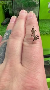 Mantis back in stock ! We have unicorn , budwing , ghost and giraffe available!!! Stop in and check them out !!!! | NJ Exotic Pets