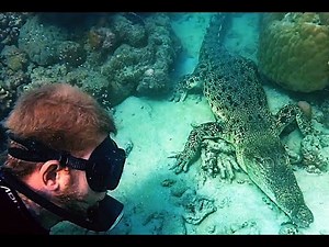 Diving with Crocodiles (Watch in HD)