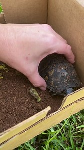 Central MS Turtle Rescue on Reels