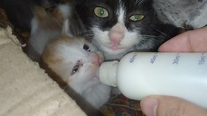 22K views · 1.8K reactions | Nursing Cat And Orphan Kitten Both Trying To Steal Abandon Kittens Milk They Love Bottle Feeding | Love For Pets | Facebook