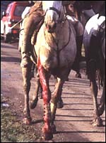 Keeping scars to a minimum - Horse & Hound