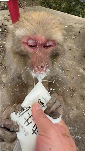Monkey Drinking Milk Gone Wrong 😂
