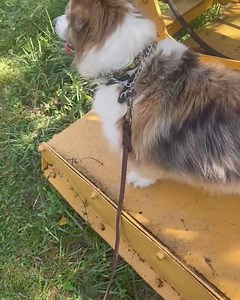 Skylar doing an awesome job on his place command with outside distractions. #balancedtrainer #marylanddogtrainer #mdk9 #dogtrainer #localdogtrainer #dogboardandtrain #dogboardandtrain #mdk9boarding #boardandtrain #masondixonk9 | Mason Dixon K9
