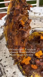 The APH native bees 🐝 have returned to Parliament House after their winter escape to Sydney. Senator Sue Lines and I met with our resident beekeeper, Cormac, who spoke to us about the native bees, the differences involved in beekeeping native bees and European bees, and the benefits they have to the our APH gardens and ecosystem. 🌱 | Milton Dick MP