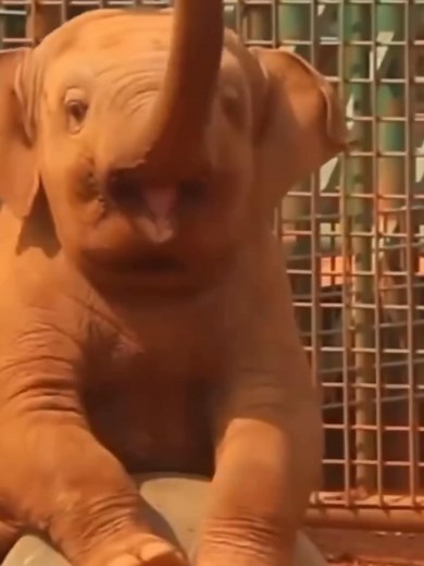 Bebé elefante: momentos tiernos y adorables