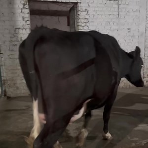 12K views · 187 reactions | Date: 04-03-2025 From: Captain Dairy Farm...