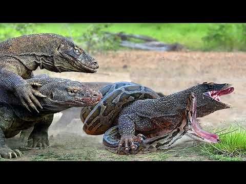 World's Deadliest Monster Lizards - Komodo Dragon vs Python