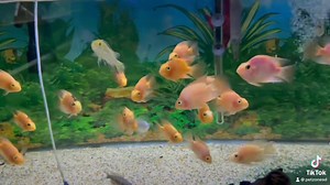 Blood Parrot Cichlid: A Vibrant Heartbeat in Every Swim, Unleashing Aquarium Passion. With their distinctive heart-shaped bodies and intense colors, these cichlids ignite the tank with a fiery spirit. Known for their playful antics and social nature, Blood Parrot Cichlids bring a burst of love and energy to the aquatic realm, making each moment a vibrant celebration. ❤️🐠 #BloodParrotCichlid #AquariumLove | Pet Zone Tropical Fish, San Diego, California