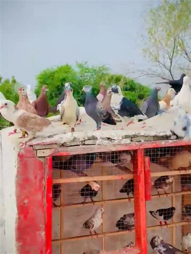 imranustad96 on TikTok