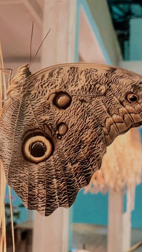 15 reactions | Muchas sorpresas en cada rincón de @almondsandcorals .#playa #bosque #bungalows #puertoviejo #manzanillo #naturaleza | Almonds & Corals Boutique Hotel | Facebook