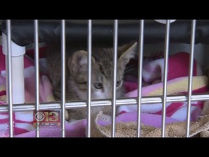 18 Maryland Animal Shelters Offering Free Cat Adoptions In July