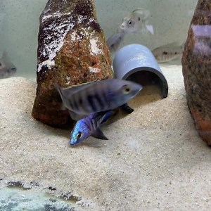 WC Copadichromis azureus💎🔵 We ship around Europe. DM us to get our stock lists🙌🏼🇲🇼 | Rosendal Malawi Center