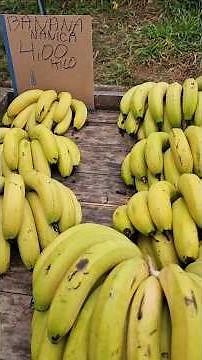 4 REAIS PER KILO BANANA NANICA 💰 BARGAIN FAIR SOROCABA SP ❤️ #tourism #touristcity #sorocaba