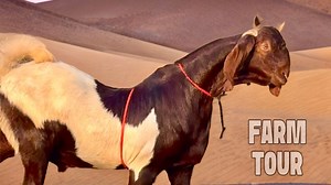 81K views · 2.5K reactions | Memon Goat Farm Vasai Tour | FSA Entertainment | Facebook