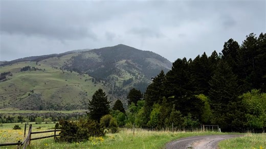 This adult female Bald Eagle was brought in the beginning of March from Paradise Valley for a badly fractured femur. Healing was slow going but finally we were able to send her home. Sweet freedom! | Montana Raptor Conservation Center